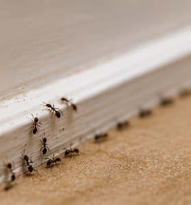 Ants trailing along a surface inside a South Jersey home