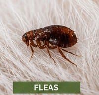 Flea active around pet and shaded yard areas in South Jersey