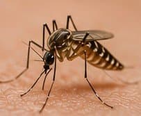 Close-up of a mosquito common around South Jersey yards