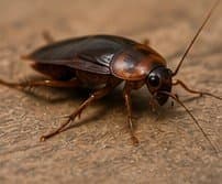 Seasonal pest that has moved indoors in a South Jersey home