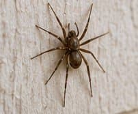 Spider in a quiet corner of a South Jersey home