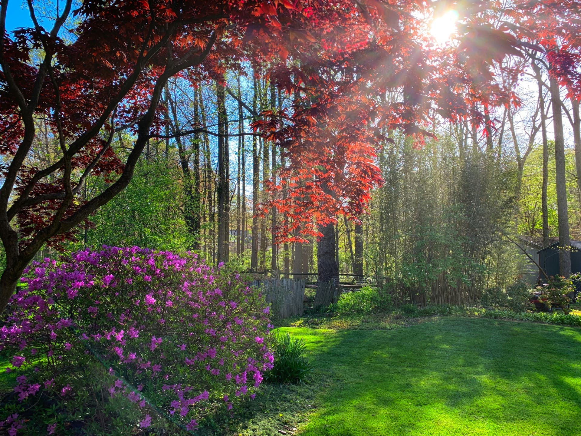 Wooded backyard with mature trees and landscaping in Voorhees, NJ — a high mosquito-pressure South Jersey property