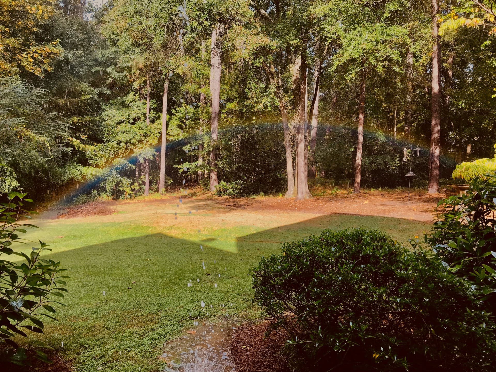 Wooded property line and lawn in Voorhees, NJ where mosquitoes rest in shaded, damp vegetation
